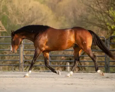 After The Bell — profile photo