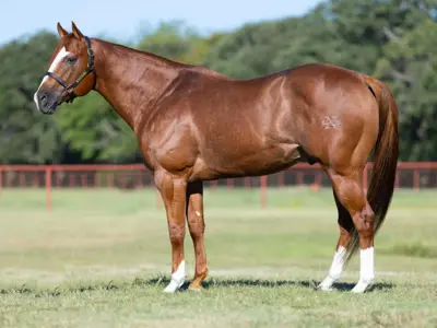 Al Cappone — profile photo