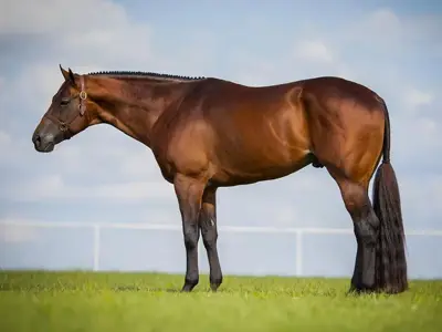 Alcatraz — profile photo