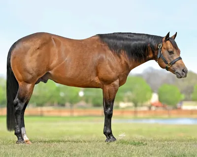 Ara Lobo — profile photo