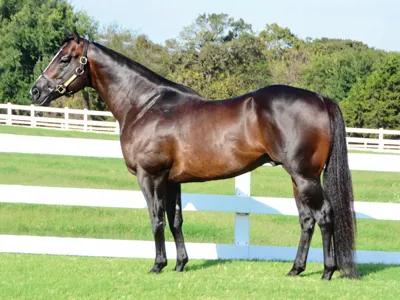 Big Lew — profile photo