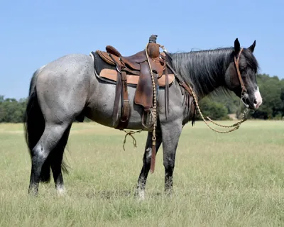 Blus Man — profile photo