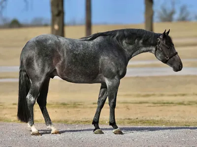 Boonified — profile photo