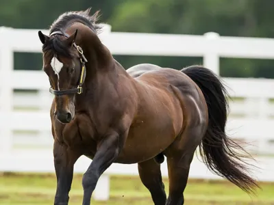 CORONA CARTEL — profile photo