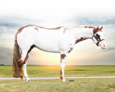 CR Good Machine — profile photo