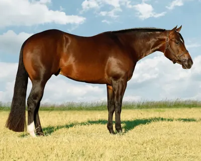 Heart Stoppin — profile photo