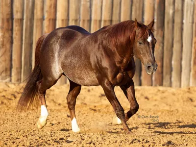 High Brow Cat — profile photo