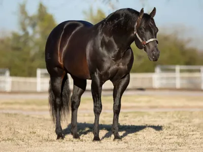 High Roller Whiz — profile photo