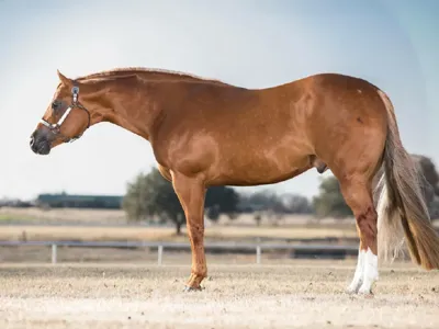 Mechanic — profile photo