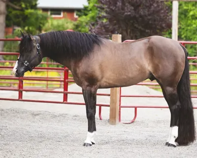 Mightty Mouse — profile photo