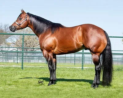 Mr Fabulous — profile photo