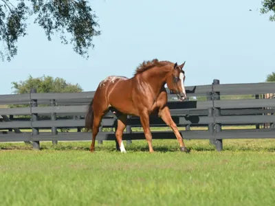 Rageous Blaze — profile photo