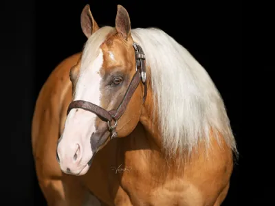 Shine chic shine — profile photo