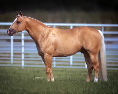 Shining Spark — profile photo