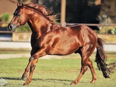 Smart Spook — profile photo