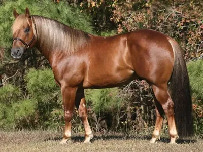 Sparklin Magnum — profile photo