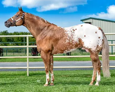 SUCHAN EGO — profile photo