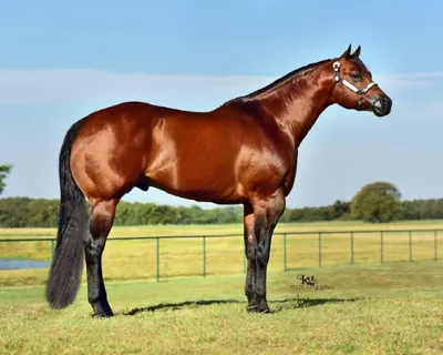 Telasecret — profile photo