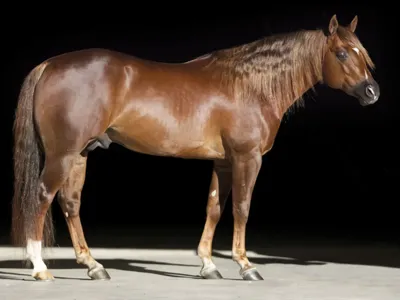 WALLA WALLA WHIZ — profile photo