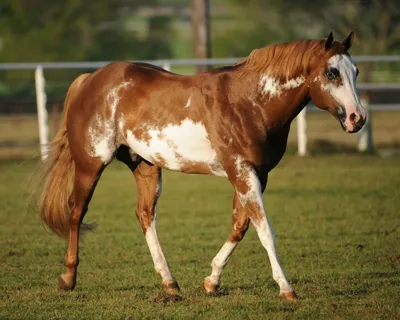 Zippos Sensation — profile photo