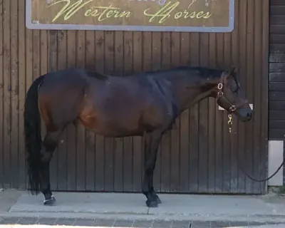 Zippos King Bar — profile photo