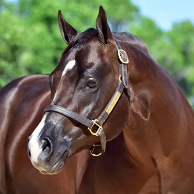 An Absolute Martini — profile photo