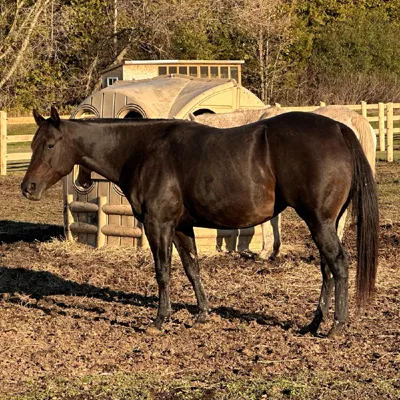 Batt Woman — profile photo