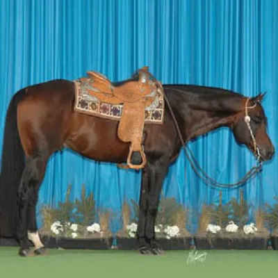 Dress Western — profile photo