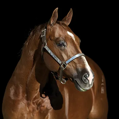 Dual Rey — profile photo