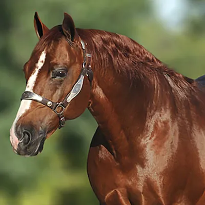 Dual smart rey — profile photo