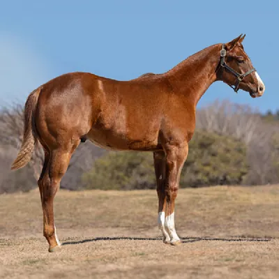 Excused Gunfighter — profile photo