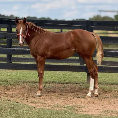 Fiirefly Kisses — profile photo