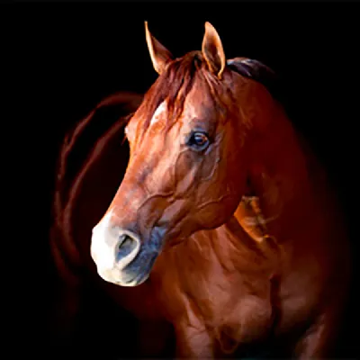 Gettin Impulsive — profile photo