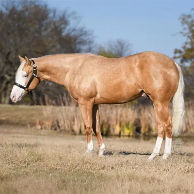 Gold Plated Guns — profile photo