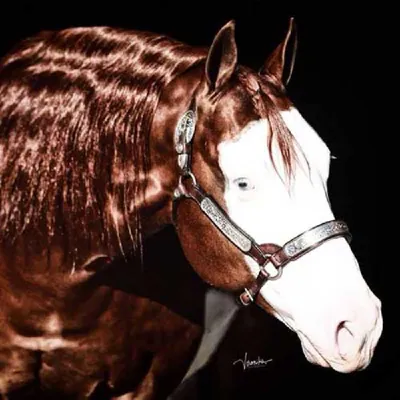 Got Guns A Blazin — profile photo