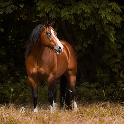 Gunners Chic Magnet — profile photo