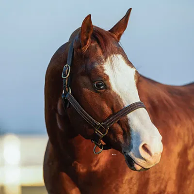 Gunners Special Nite — profile photo