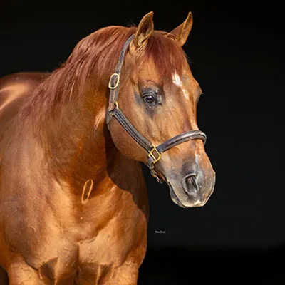 Gunners Tinseltown — profile photo