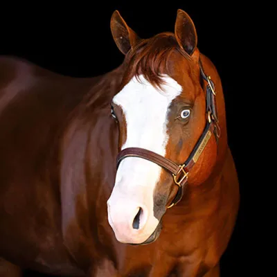 Guns and Dynamite — profile photo