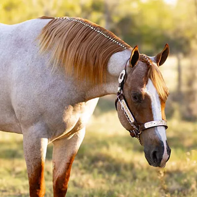 Hay Sweet Thang — profile photo