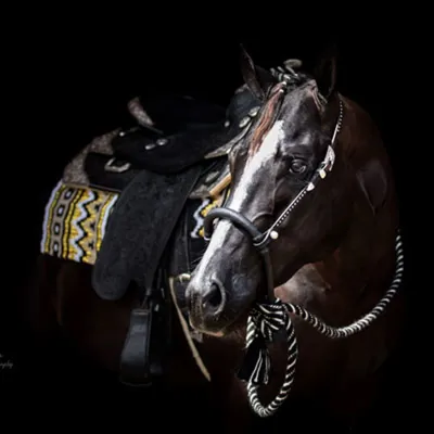 Hay There Handsome — profile photo