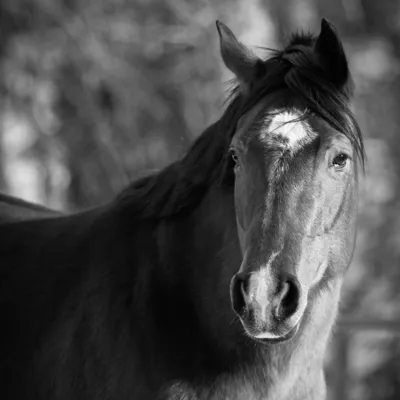 HC Minnie Mechanic — profile photo