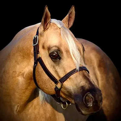 Hes Berry Blazin — profile photo