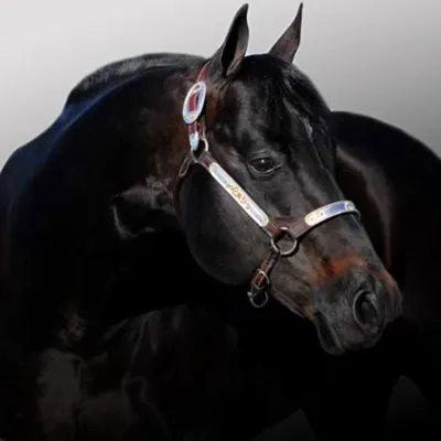 Hot Impulse — profile photo