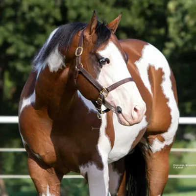 Im The Only One — profile photo