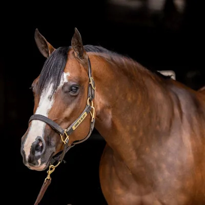 Johnnie On The Spot — profile photo