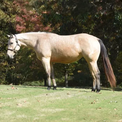 KM Beez In The Honey — profile photo