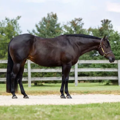 Lareina — profile photo