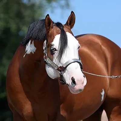 Lopin Lazy — profile photo