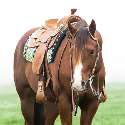 Mechanize Me — profile photo